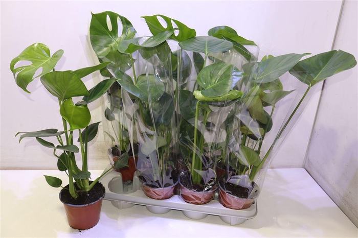 <h4>arr8 Monstera Deliciosa</h4>