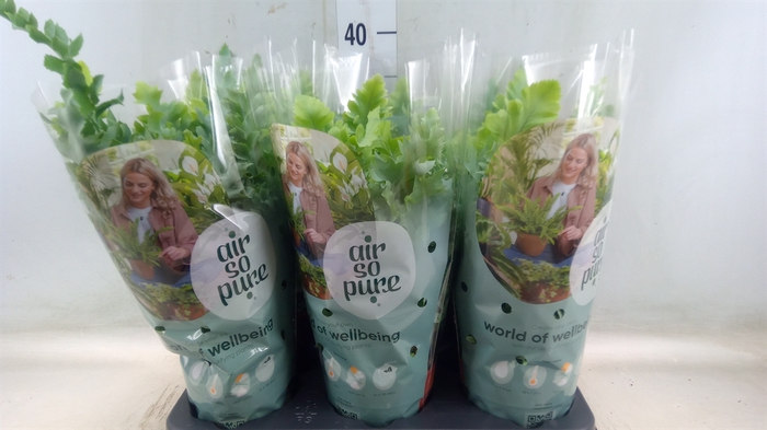 <h4>Phlebodium aureum 'Davana'</h4>