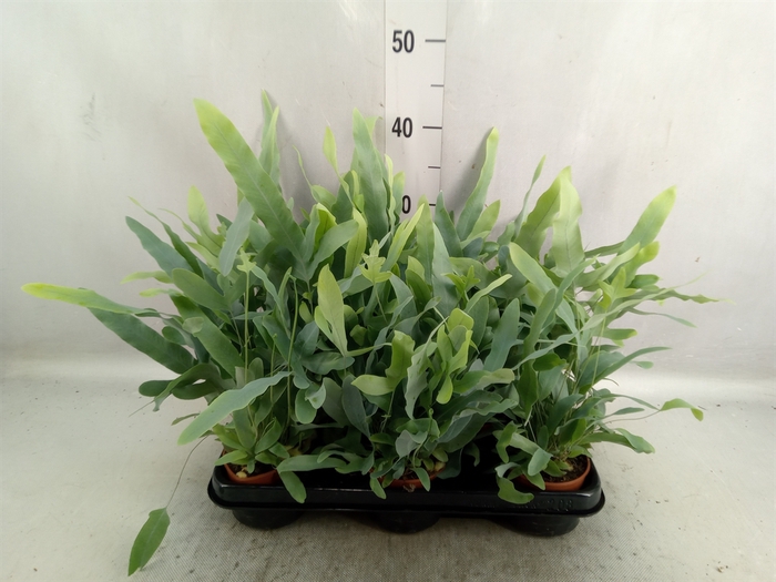 Phlebodium aureum 'Blue Star'