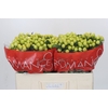 Hypericum Smiley Romance
