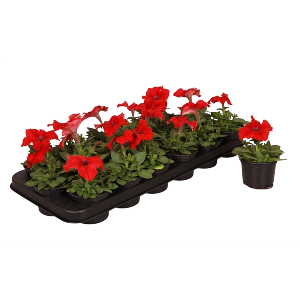 <h4>Petunia rood p9</h4>