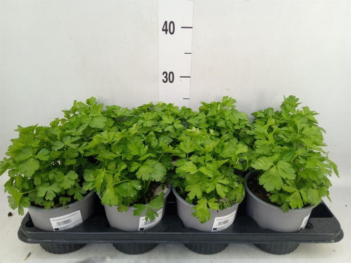 <h4>Tuinkruiden   ...</h4>