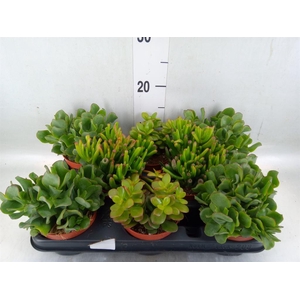 Crassula   ...mix