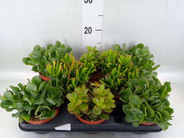 <h4>Crassula   ...mix</h4>