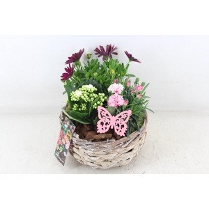 arr4 Outdoor MB - Mand rond x4