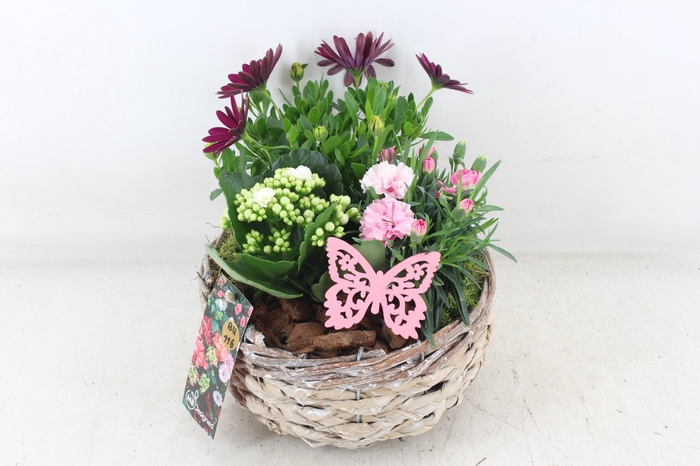 <h4>arr4 Outdoor MB - Mand rond x4</h4>