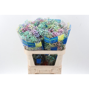 Gy Xlence Pastel Rainb Tinted 40gr
