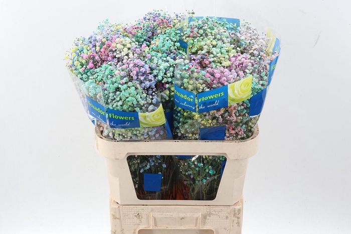 <h4>Gy Xlence Pastel Rainb Tinted 40gr</h4>