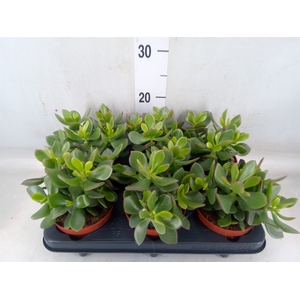 Crassula  'Minova Magic'