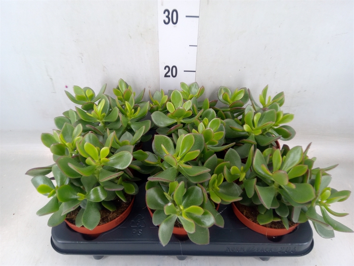 <h4>Crassula  'Minova Magic'</h4>