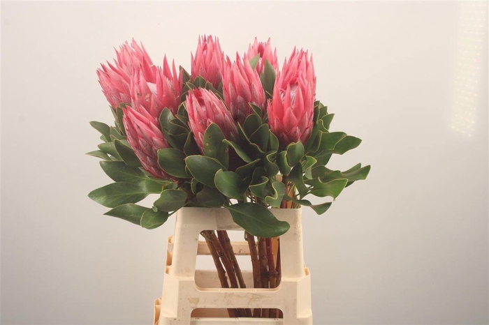 <h4>PROTEA CY MADIBA</h4>