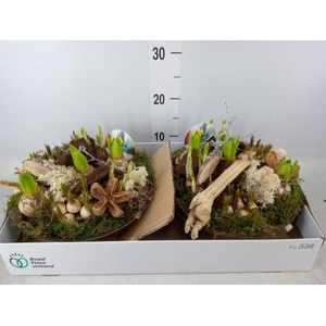 Arr.   Bol/Knolgewas L%