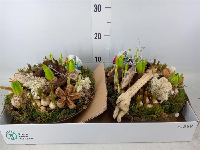 <h4>Arr. Bol/Knolgewas L%</h4>