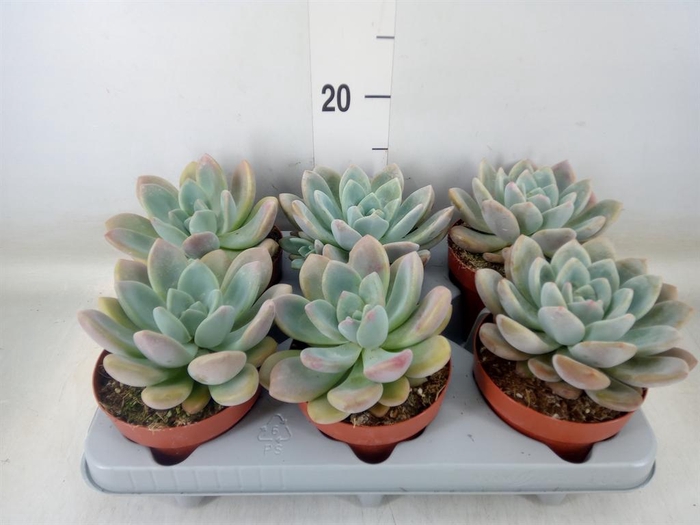 <h4>Succulents   ...</h4>