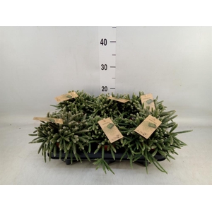 Rhipsalis baccifera subsp. horrida