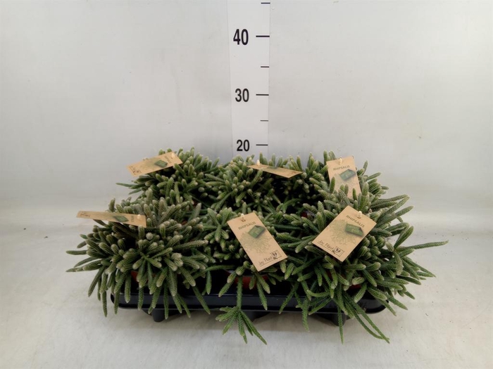 <h4>Rhipsalis baccifera subsp. horrida</h4>