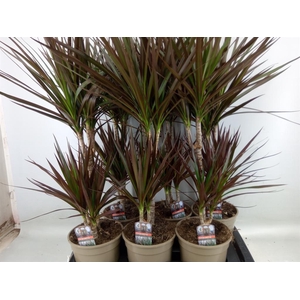 Dracaena marg. 'Magenta'