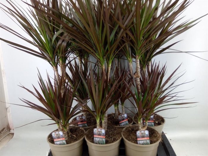 <h4>Dracaena marg. 'Magenta'</h4>