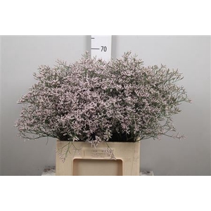 Lim Pink Emille
