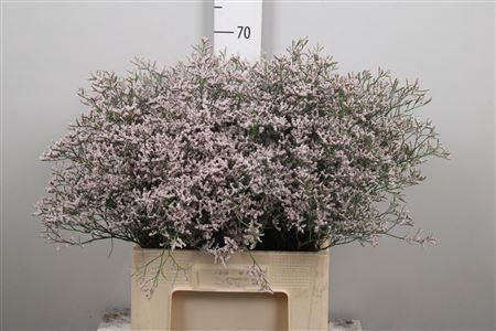 <h4>Lim Pink Emille</h4>