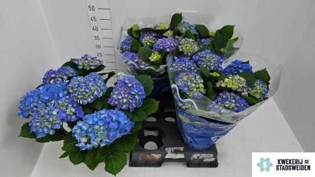 <h4>HYDR M BLAUER ZWERG</h4>