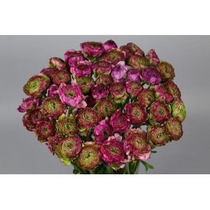 Ranunculus Pon Pon Malva