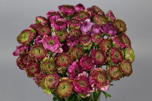 <h4>Ranunculus Pon Pon Malva</h4>