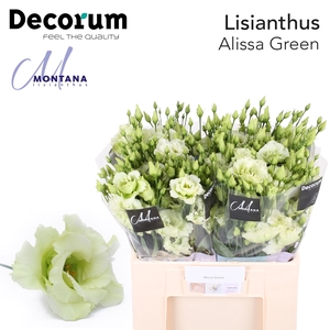 Lisianthus Alissa green 60cm