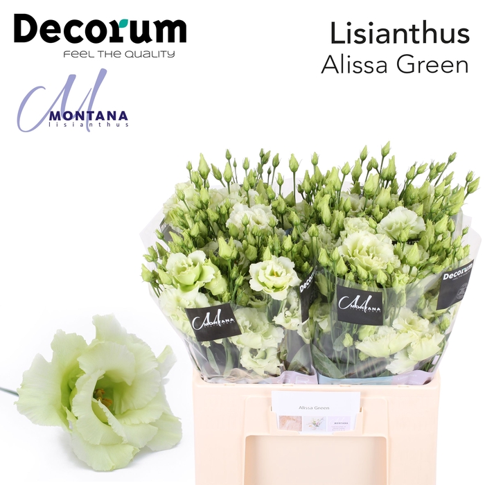 Lisianthus Alissa green 60cm
