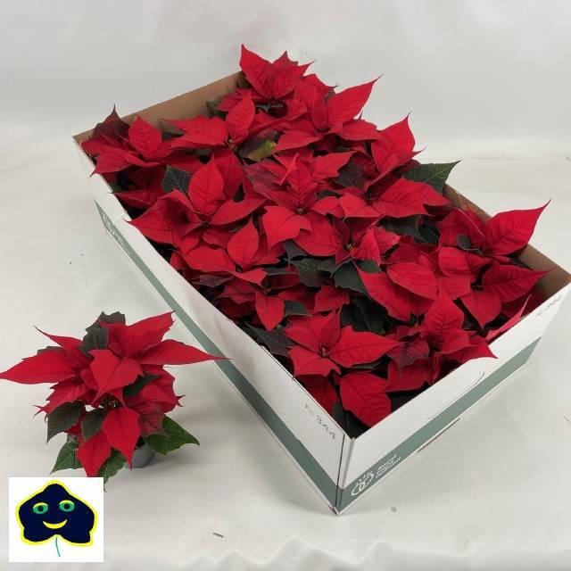 <h4>EUPHOR P CHR BEAUTY</h4>