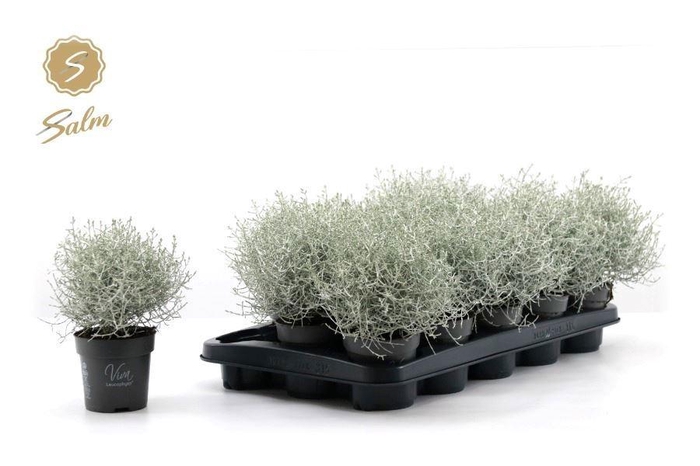 <h4>LEUCOPH CHALLENGE</h4>