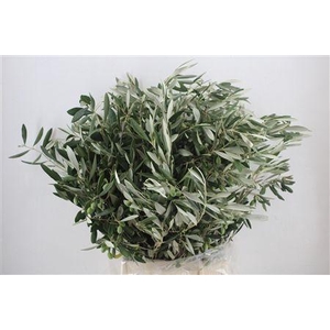 OLEA EUROPAEA BS