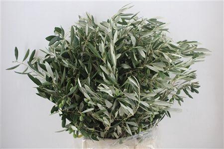 <h4>OLEA EUROPAEA BS</h4>