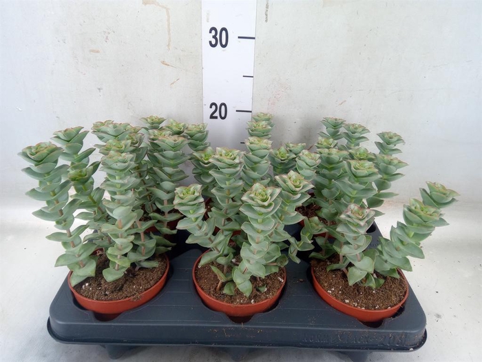 <h4>Crassula perforata 'Giant Form'</h4>
