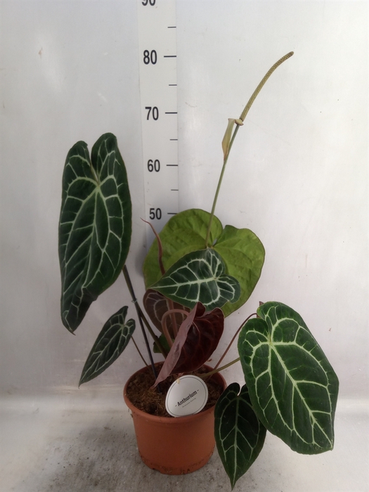 <h4>Anthurium clarinervium</h4>