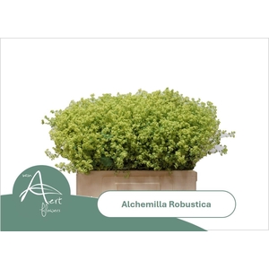 ALCH M ROBUSTICA