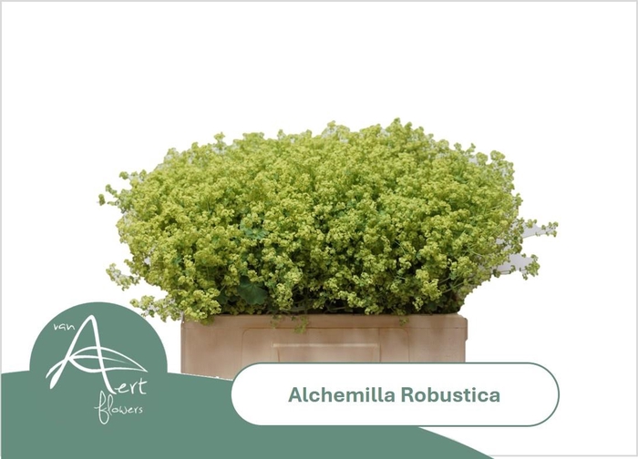 <h4>ALCH M ROBUSTICA</h4>