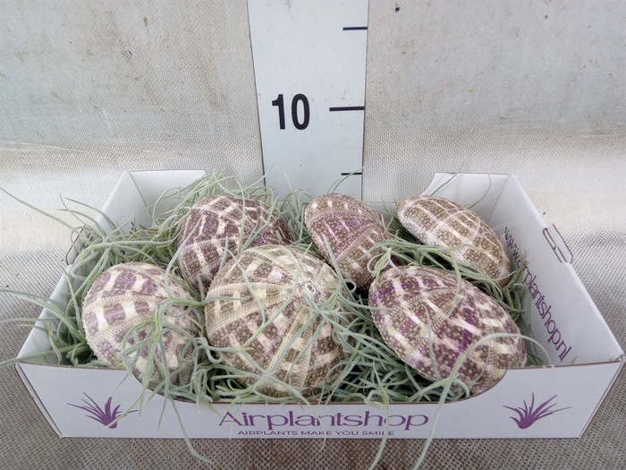 <h4>Tillandsia usneoides</h4>