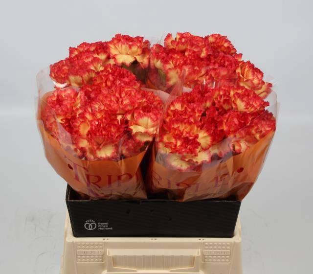 <h4>DI ST ZENIT</h4>