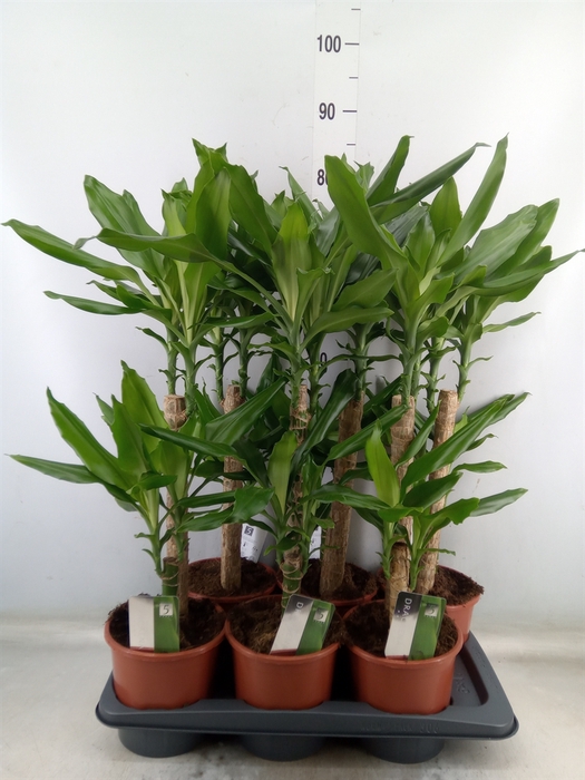 <h4>Dracaena frag. 'Steudneri'</h4>