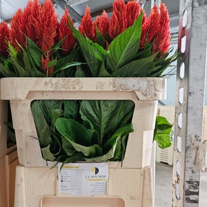 Celosia Kim Orange Bouwer