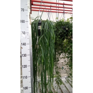 Lepismium bolivianum