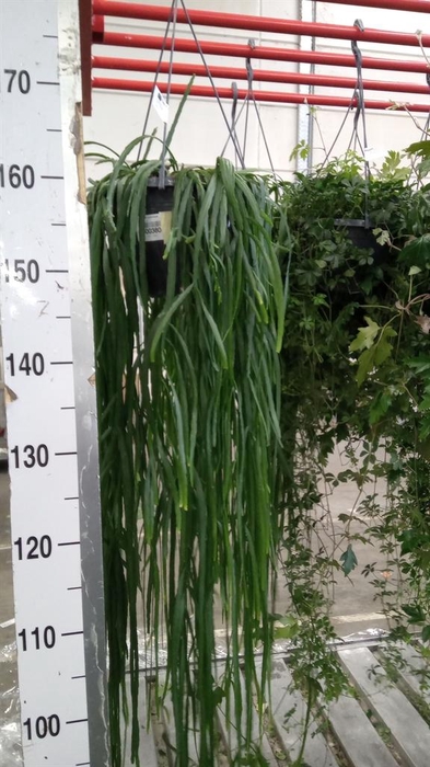 <h4>Lepismium bolivianum</h4>