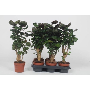 Polyscias Fabian 12Ø 50cm