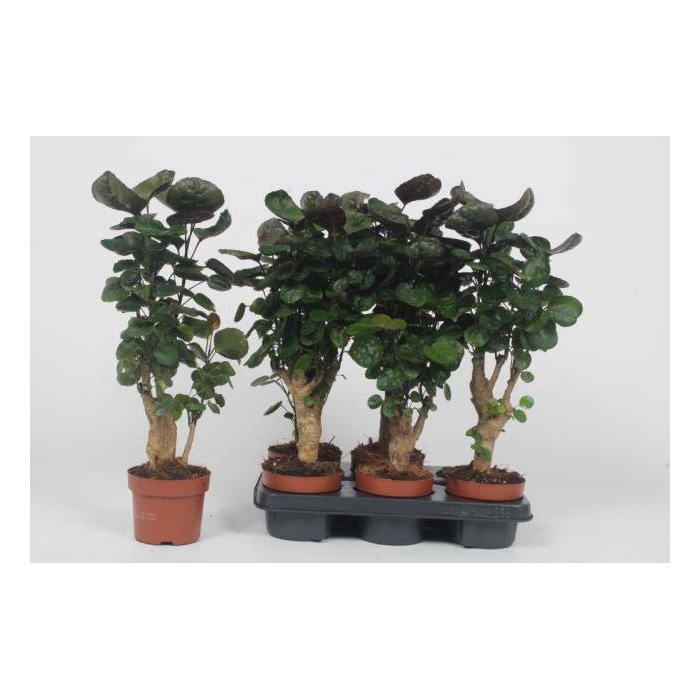<h4>Polyscias Fabian 12Ø 50cm</h4>