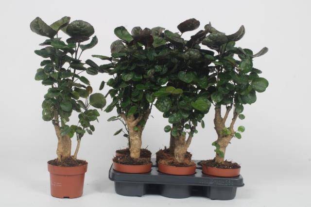 Polyscias Fabian 12Ø 50cm