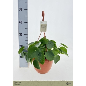 PILEA PEPEROMIOIDES