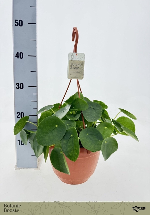 <h4>PILEA PEPEROMIOIDES</h4>