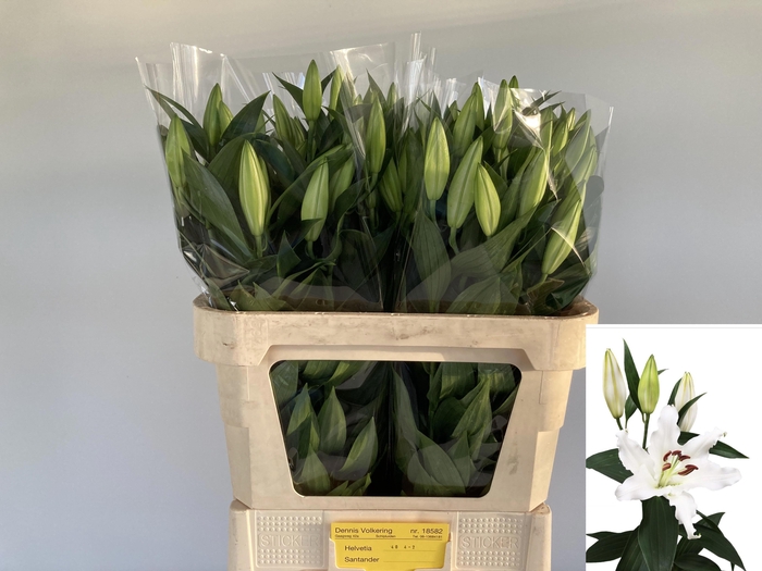 <h4>LI OR HELVETIA</h4>