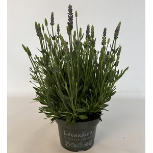 Lavandula 